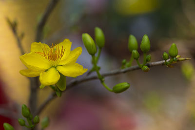 Close-up of yellow flowering plant