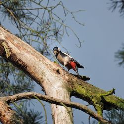 Bird perching on a tree