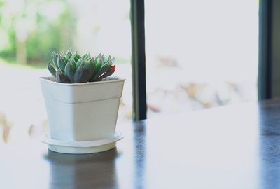 Close-up of potted plant on glass window