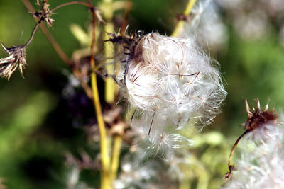 Close-up of dandelion on plant