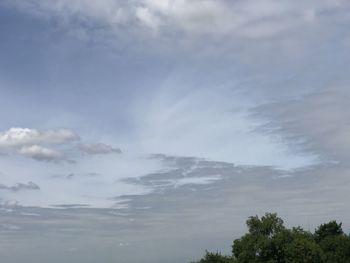 Low angle view of tree against sky