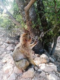 Monkey sitting on rock