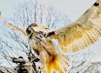 Low angle view of owl perching on branch