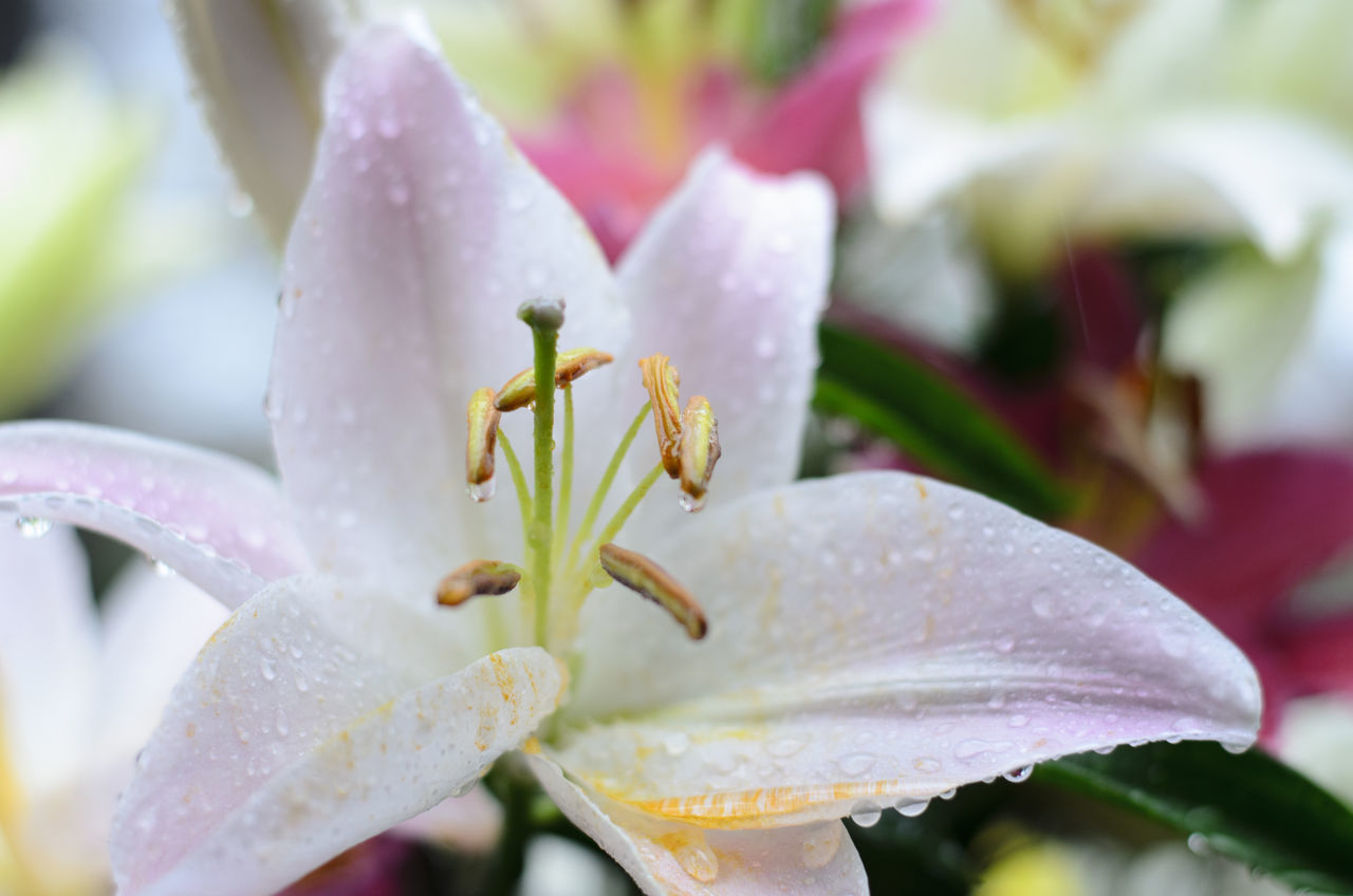 Graveyard flowers