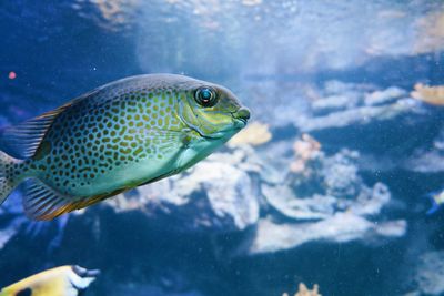 Close-up of turtle swimming in aquarium