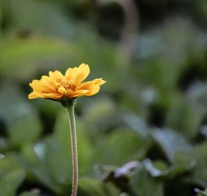 Close-up of yellow flower blooming outdoors