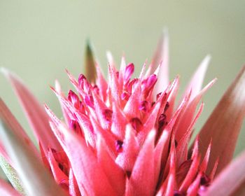 Close-up of pink flowers