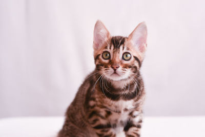 Close-up portrait of tabby kitten