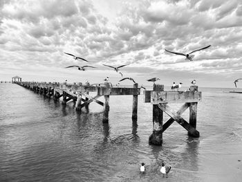 Seagulls flying over sea against sky