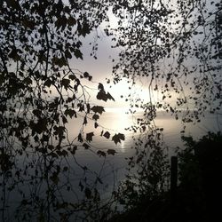 Trees against sky at sunset