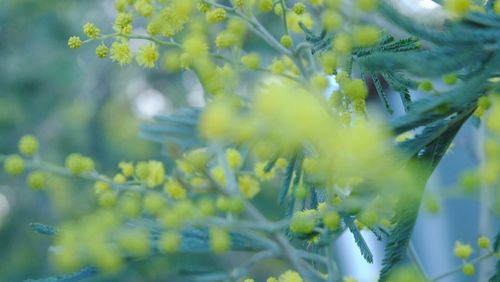 Close-up of yellow flower