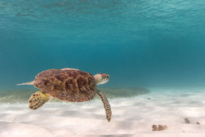 Turtle swimming in sea