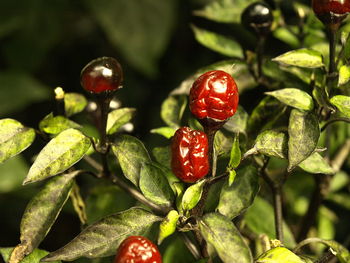 Close-up of ladybug on plant