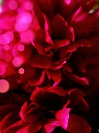 Close-up of pink flower