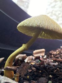 Close up of plant against blurred background