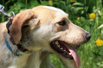 Close-up of dog looking away