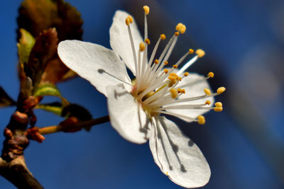 Close-up of white flowering plant