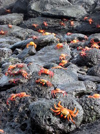 Red crabs on wet rocks during sunny day