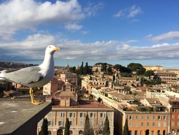 Seagull on a city against sky