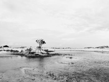 Scenic view of driftwood on beach against sky