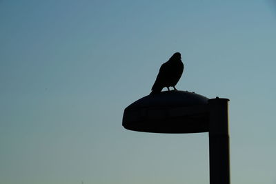 Low angle view of silhouette bird perching against clear sky