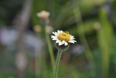 Close-up of white flowering plant on field