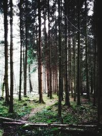 Trees in forest