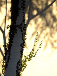 Close-up of plant against sky