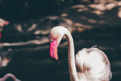 Close-up of swan in lake