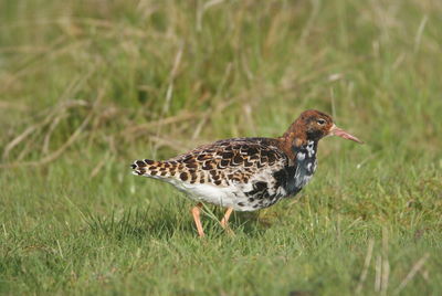 Close-up of a bird on grass