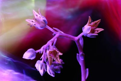 Close-up of pink flowering plant