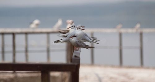 Close-up of birds perching on railing