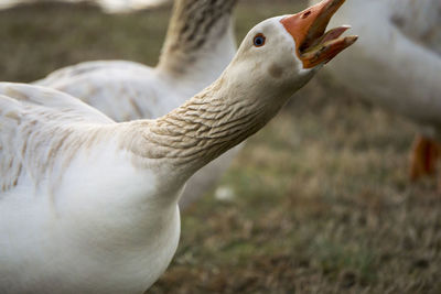 Close-up of bird