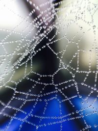 Close-up of water drops on spider web