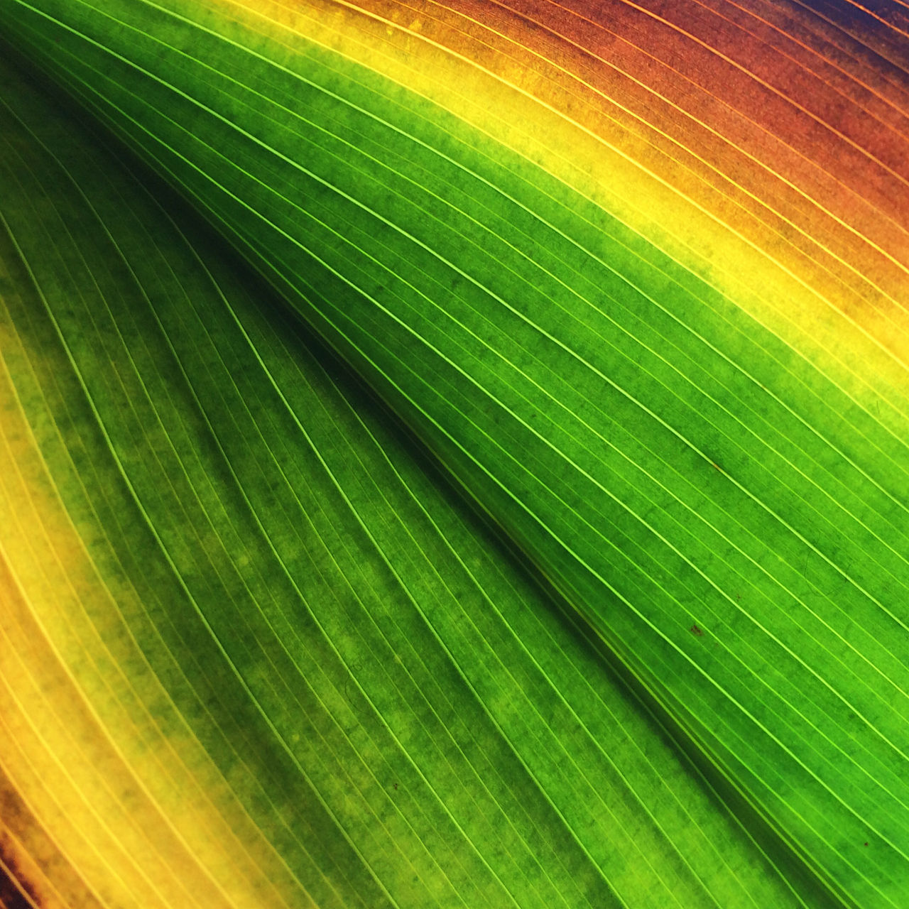 full frame, backgrounds, green color, natural pattern, pattern, close-up, nature, textured, beauty in nature, detail, leaf, green, growth, no people, outdoors, leaf vein, day, macro, agriculture, extreme close-up