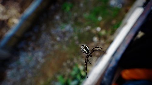 Close-up of spider on metal