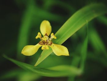 Close-up of insect on yellow flower