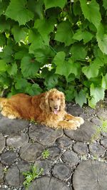 Portrait of a dog