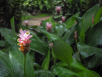 Close-up of pink flowering plants