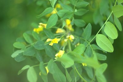 Close-up of yellow flowering plant leaves