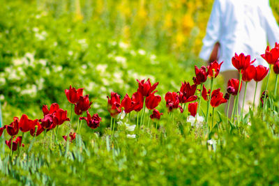 Close-up of red flowering plants on field