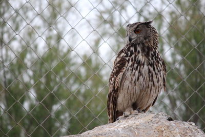 Close-up of a bird perching on fence