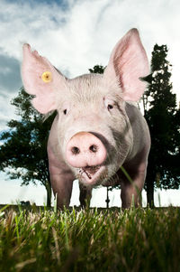 Close-up of pig on field