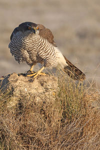 Close-up of a bird perching on a field