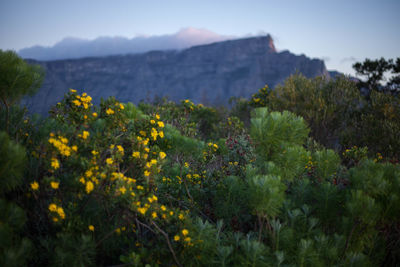 Scenic view of flowers growing on mountain against sky