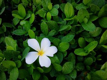 Close-up of white flowers