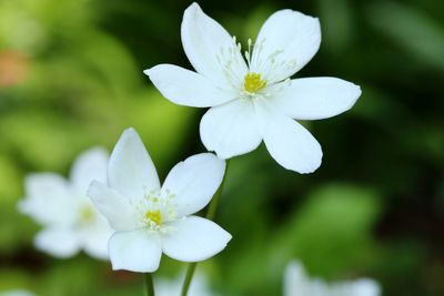 Close-up of white flowering plant