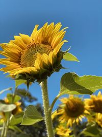 Close-up of sunflower against clear sky