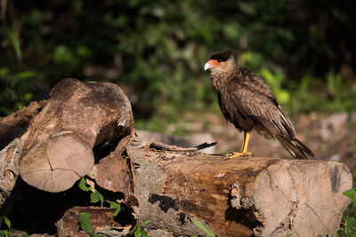 Close-up of bird on log