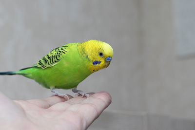Cropped image of hand holding parrot